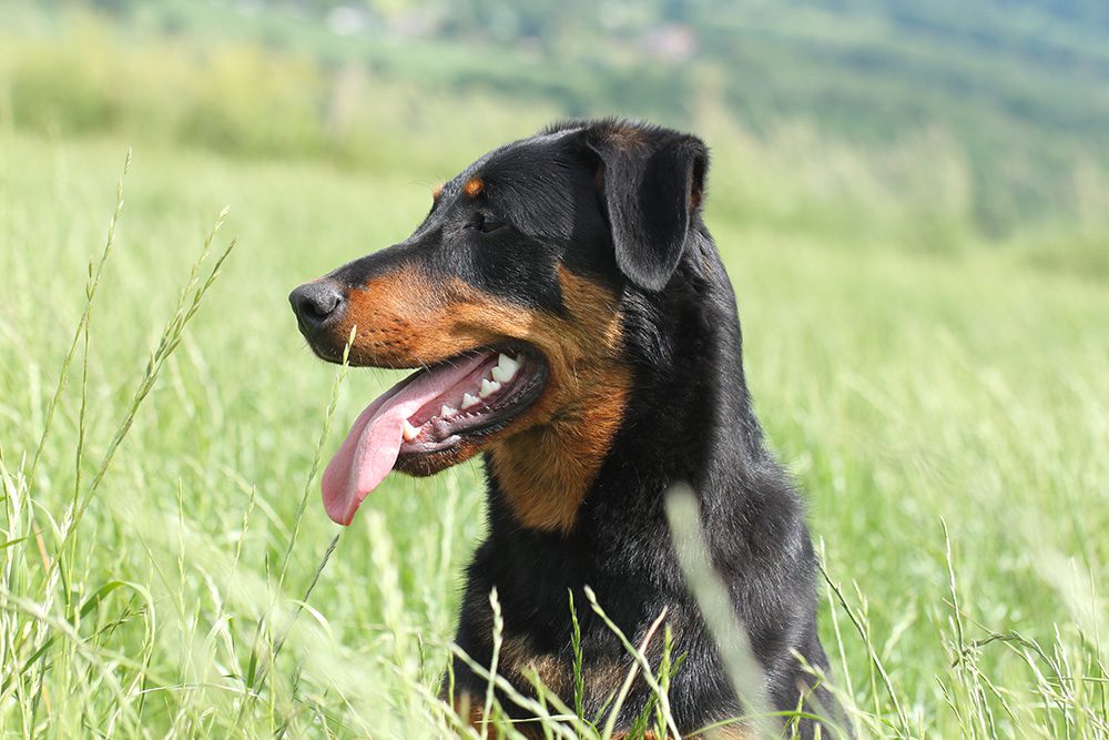 Hondenras_de_Beauceron Hondenras-De-Beauceron