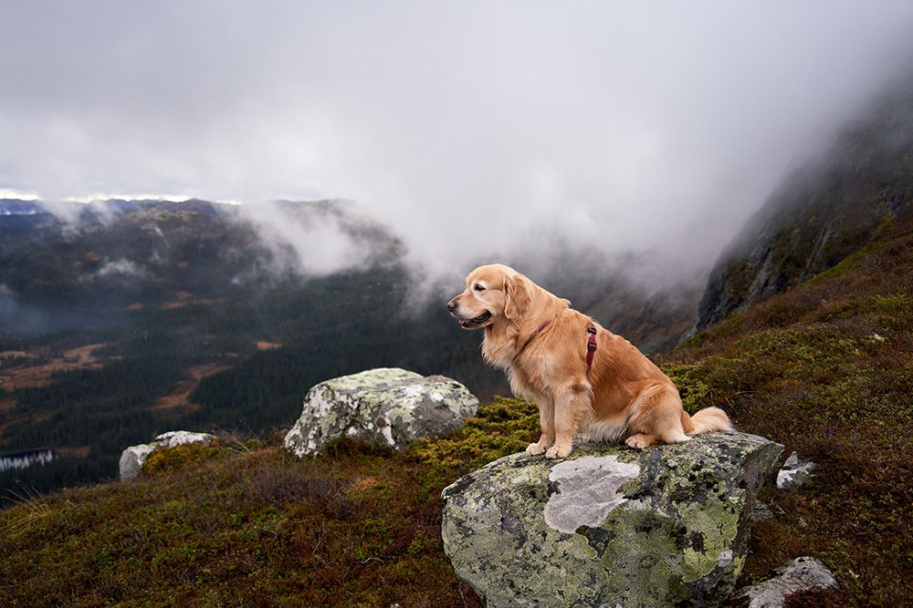 veilig-op-vakantie-met-je-hond