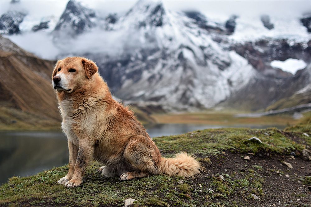 veilig-op-vakantie-met-je-hond