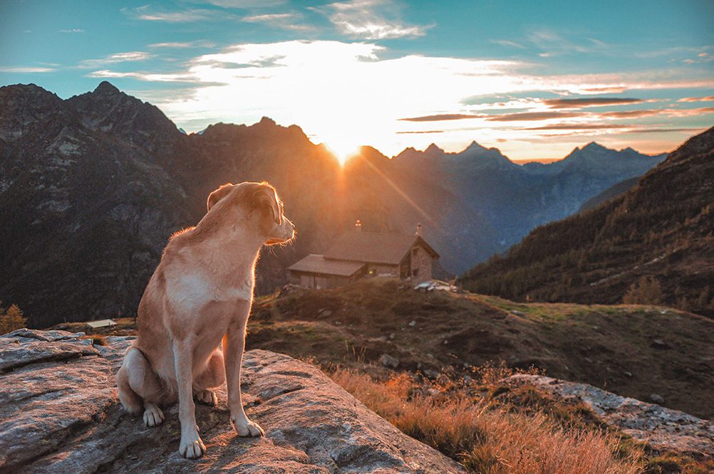veilig-op-vakantie-met-je-hond