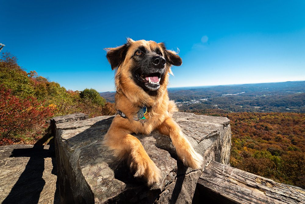 veilig-op-vakantie-met-je-hond