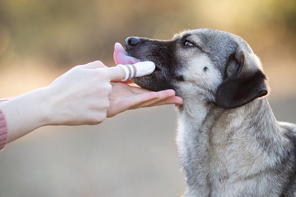 tandenpoetsen-hond-tandpasta-hond