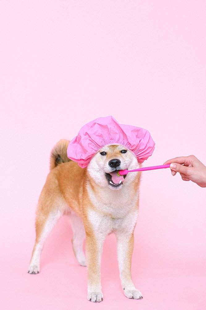tandenpoetsen-hond-tandpasta-hond