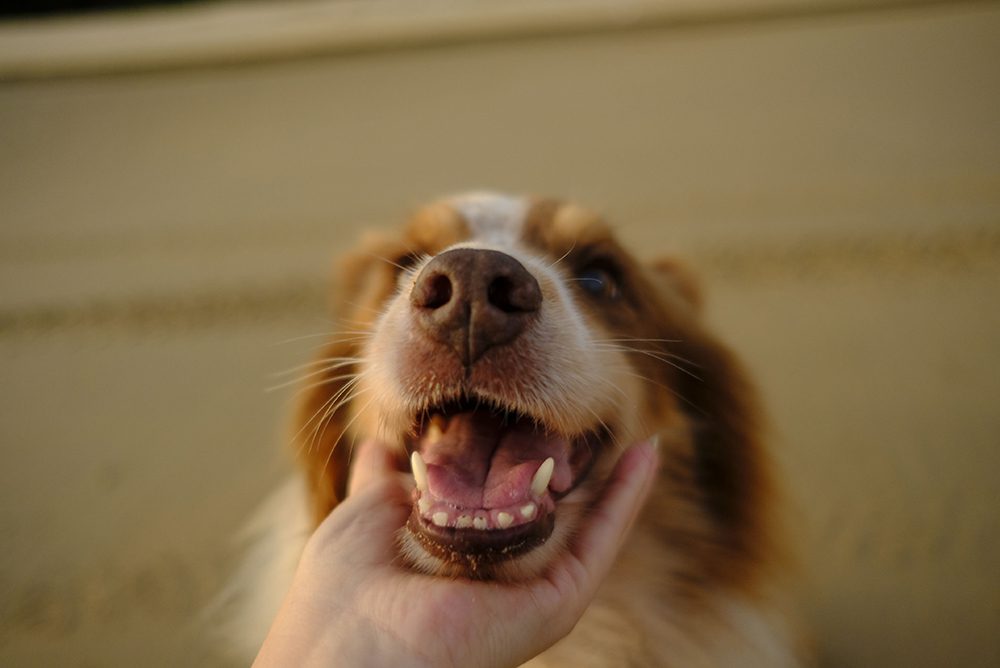 tandenpoetsen-hond-tandpasta-hond
