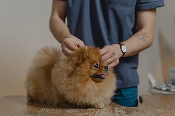 Teken-bij-honden