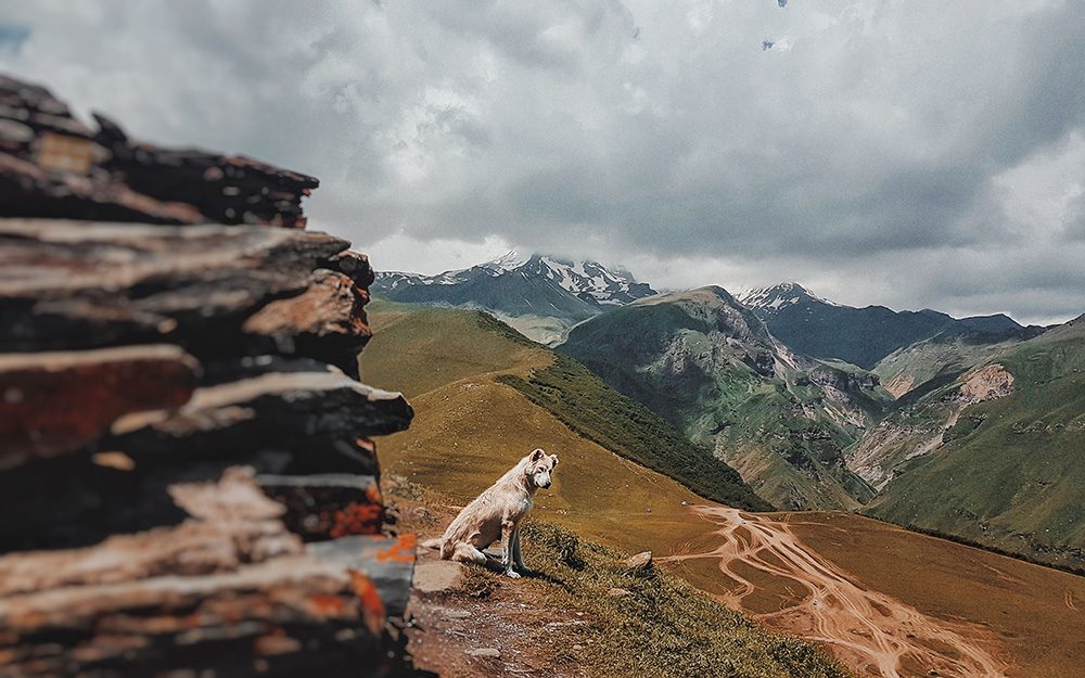 veilig-op-vakantie-met-je-hond