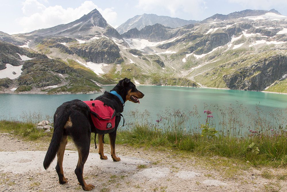 veilig-op-vakantie-met-je-hond