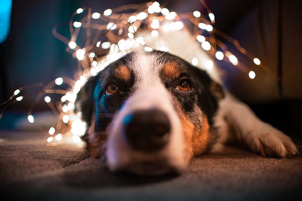 Veiligheid-hond