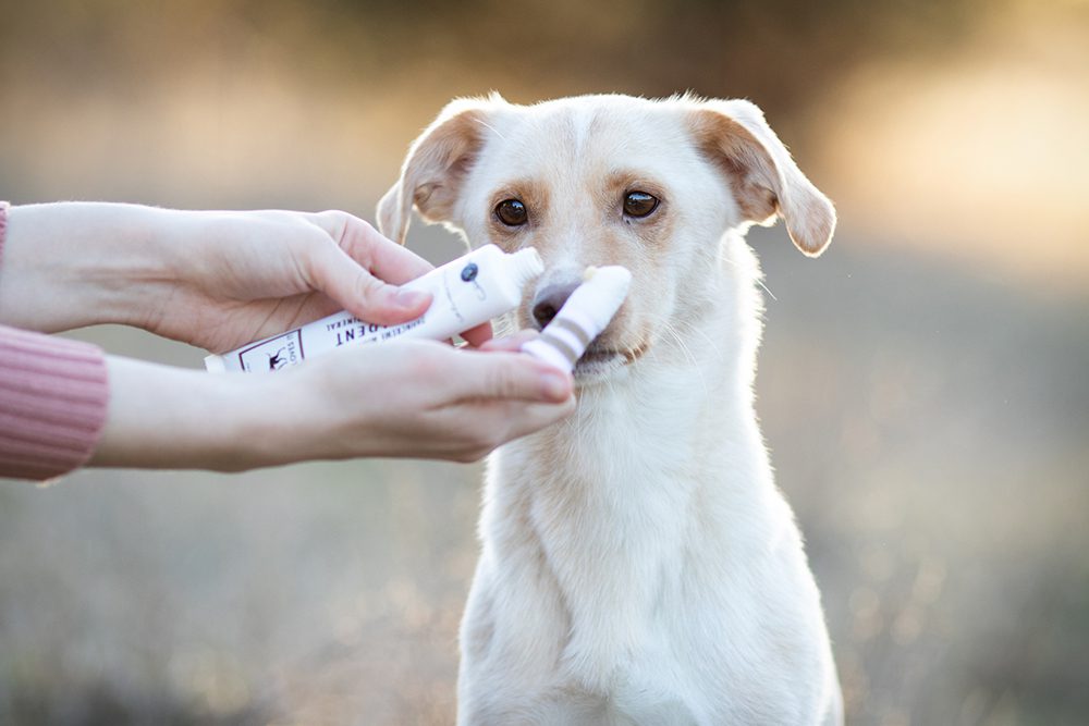 tandenpoetsen-hond-tandpasta-hond