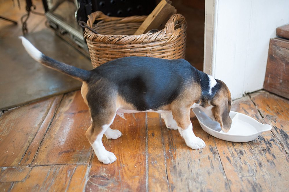 hond_rustig-eten-slowfeeder hond-rustig-eten-slowfeeder