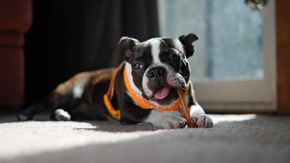 tandenpoetsen-hond-tandpasta-hond