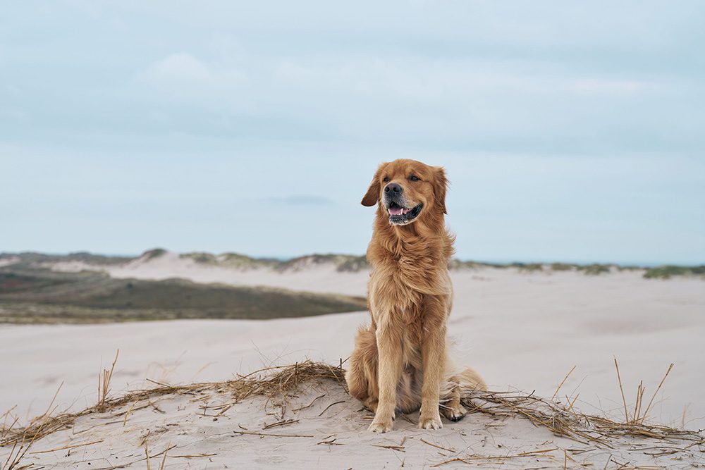 veilig-op-vakantie-met-je-hond