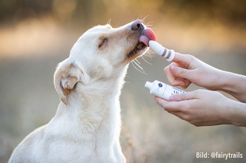 tandenpoetsen-hond-tandpasta-hond